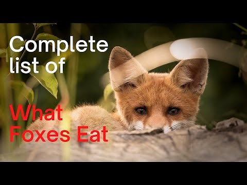 What Do Foxes Eat: Complete List of What Foxes Hunt, and Eat