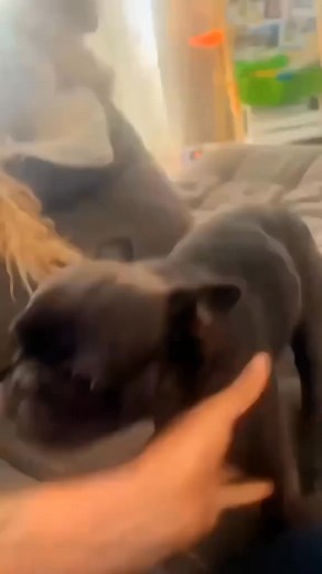 #pet #cat #dog #cute #animals #foryou #fyp | Cute Pets