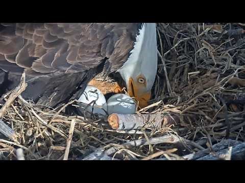 PIP IS GETTING LARGER! SHADOW BRINGS 2 FISH TO STOCK PANTRY IN ANTICIPATION OF HATCH FOBBVCAM 4.3.26