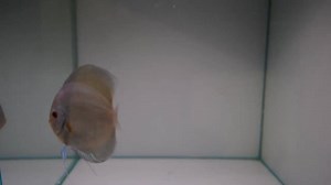 21 reactions · 3 comments | Un blue diamond engordado en nuestras instalaciones. ¿Os gusta el resultado? Os contamos el secreto, es bien sencillo: 1. Comprar peces disco de calidad 2. Buena alimentación 3. Cambios de agua regulares | Biotopica Keeping Discus Fish | Facebook