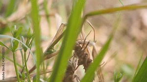 Newborn Dragonfly. A dragonfly has just emerged from its larval skin and is swinging in the wind and waiting for wings to expand and dry. 4K slow mo close up