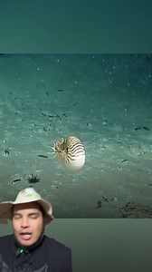 1.3M views · 10K reactions | Un animal prehistórico #animales | BioJairzinho | Facebook