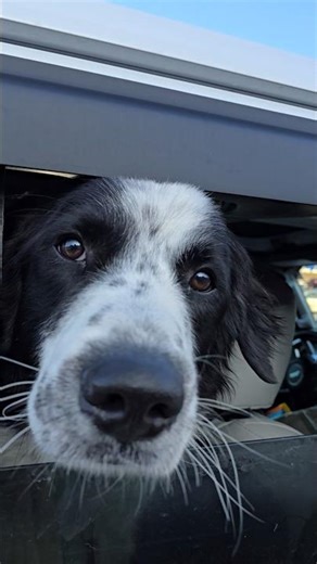 sneak attack 🤪🐶🐾 #pyrsupport #fletcherthepyr #ianthepyr #FLOOFHQ