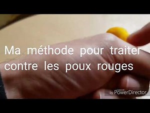 Ma méthode pour traiter contre les poux rouges