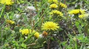 Gardener spraying weed killer on to dandelion weed growing in garden.