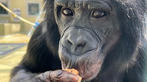 These bonobos know what you don't know