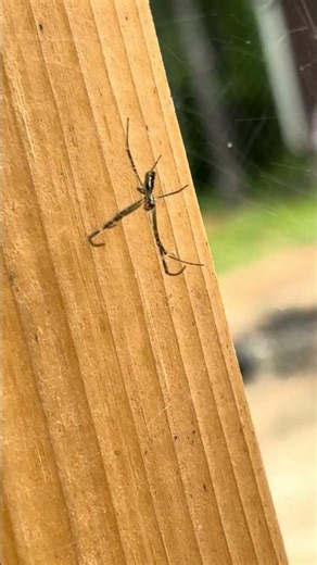 Spider time