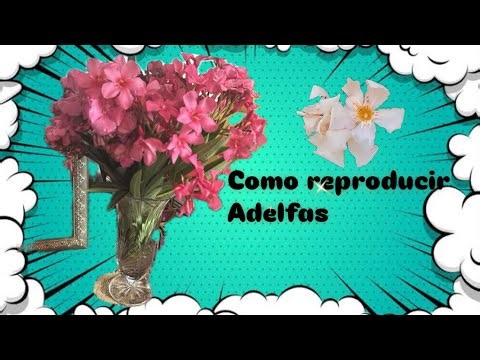 Como reproducir adelfas