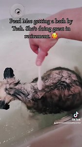 19K views · 1.6K reactions | Sanctuary is for senior opossums that still have a high quality of life. Pearl Mae is old but active- eating and drinking well. She exercises daily. Upon intake, her skin was dry and flaky. She was suffering from mange and opossum old-age related issues. She isn’t in pain or on meds. She has a soft plafe to land. ♥️ Thanks Teah for helping this ol’ girl. #ntxwcpearlmae | North Texas Wildlife Center | Facebook