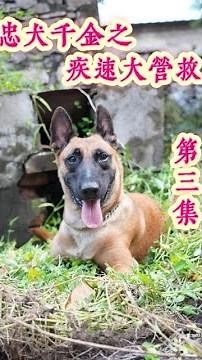 Episode 3: Dogs are the most loyal animals. They protect you for life.