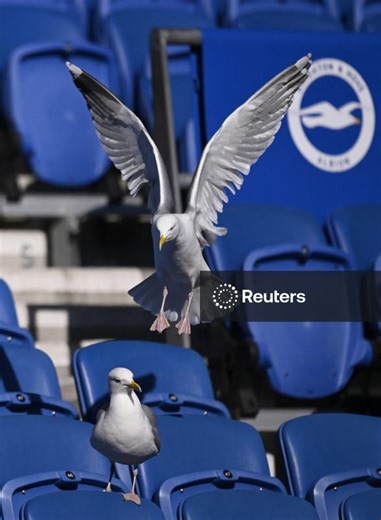 Premier League - Brighton & Hove Albion v Liverpool