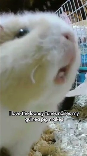 Guinea Pig Makes Insane Squeaking Noises