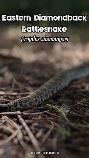 The size of this Eastern Diamondback is insane #rattlesnake #wildlife #snake