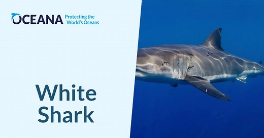 White Shark | Oceana