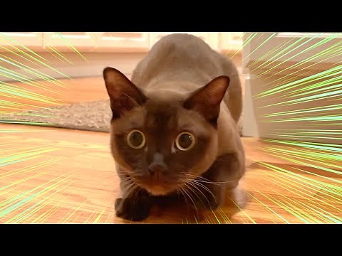 Cat prepares to pounce...