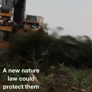 More than 2,000 species are at risk of extinction in Canada, including 🦉. We need a new Nature Law to protect them! | Greenpeace Canada