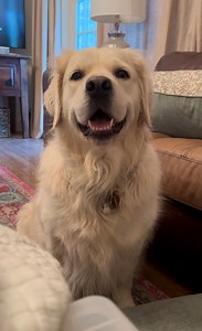 Today SALTY DAWG DAY. 🤓 Large-In Charge PollyPops | Along Came Polly, Rosie and Bubba