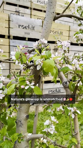 Blossoms are blooming in the Rockit™ orchard! 🌸 Each delicate flower is a promise of the juicy, crisp Rockit™ apples to come - a gentle reminder that the sweetest things take time to grow. 🍎✨ | Rockit Apple Global