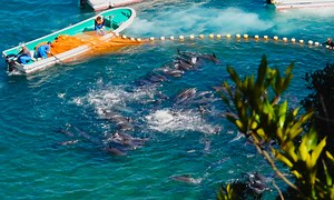 Japan’s Global Dolphin Trade Still Kills