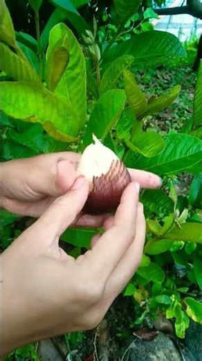 Kupas buah salak #tanamanbuah #tabulampot #tanamanhias