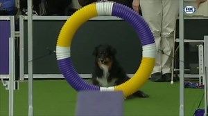 1.4M views · 44K reactions | An Australian Shepherd's agility skills are put to the test.  Watch Bocca zoom through his 2019 agility run brought to you by Purina Pro Plan. Purchase Masters Agility Tickets for June 18 at Lyndhurst estate ➡️ bit.ly/AgilityTickets2022 | Westminster Kennel Club Dog Show | Facebook