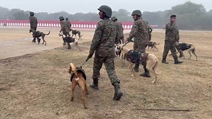 Out of 22 dogs, 10 are Indian breed dogs who are part of the Republic Day contingent. Indian Army has increasingly inducted “indigenous dog breeds”such as Mudhol Hound, Rampur Hound, Chippiparai, Kombai and Rajapalayam. | Defence Direct Education