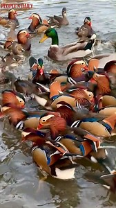 A joyful gathering of visually striking mandarin ducks! | People's Daily, China