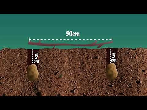 POTATO FARMING: Shamba Shapeup Feature.