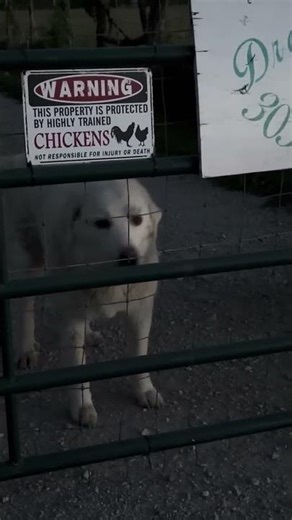 Found Peacocks in Missouri, but couldn’t get through the guard? dogs