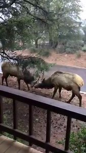 60K views · 1.4K reactions | WOW! One Payson resident received a visit from some bull elk yesterday. We wouldn't want to get in the middle of that!  VIDEO: Carl Curtis | FOX 10 Phoenix | Facebook