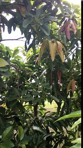 Growers Trust Nematode Control Non-Toxic, Biodegradable - Natural Nematode -Treatment ( Solution Makes 1 Gallon RTU )