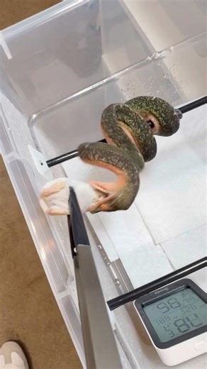 Python feeding up close!🚨