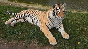 35K views · 3.5K reactions | Wind makes Charlotte feel uproarious | Shalom Wildlife Sanctuary | Facebook