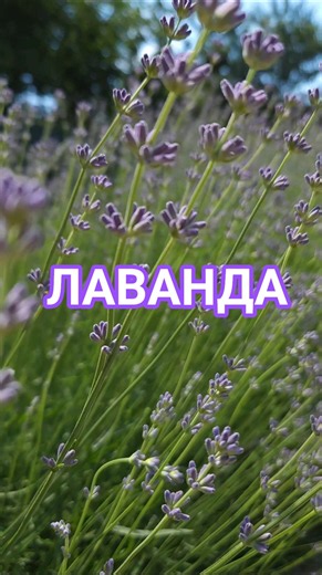 Лаванда почала розквітати.
