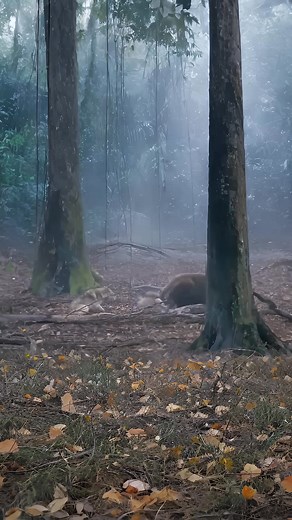 Wolves and bears fight for food | Stanley Little