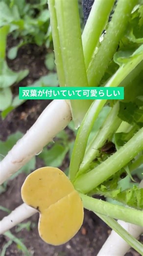 【大根】【栄養価高い】＃２種類の大根畑！全て食べられる野菜 #家庭菜園 ＃shorts