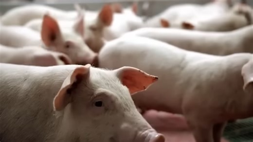 The Company That Invented Capitalism Through Slavery and Blood