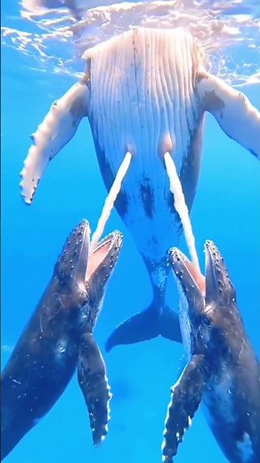 How Baby Whales Drink Milk Underwater? 🐋🌊🥛