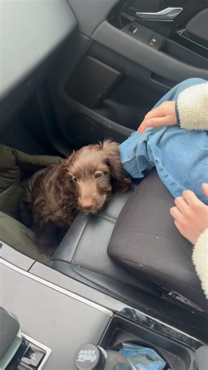 Beli 🐶♥️ #dogmom #cockapoo