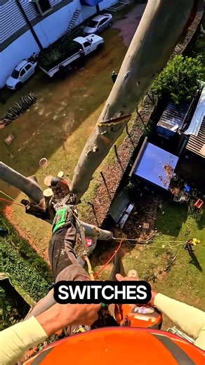 a smart way to control the direction of branch fall #logging#sawblade #chainsaw #treecutting