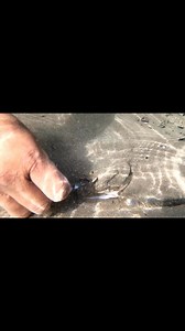 19K views · 174 reactions | Tipos de picada del Lenguado el momento exacto para poder jalar con fuerza hacia arriba excelentes tips y datos para que poder capturar tu Lenguado | Señor de los lenguados | Facebook