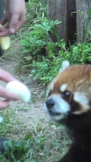 シュウナさん🥚久しぶりゆで卵見た～🤗#シュウナ #レッサーパンダ #RedPanda#天王寺動物園2026年5月19日 📹️
