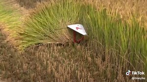 Mini Tiller Reaper Rice Harvesting 4GL100 Power Weeder