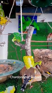 34K views · 757 reactions | Best beautiful goldfinch in aviary #Jilgueros #xmas #birdlife #birds #wildlife #nature #حسون #goldfinchsinging | Chardonneret élégant | Facebook