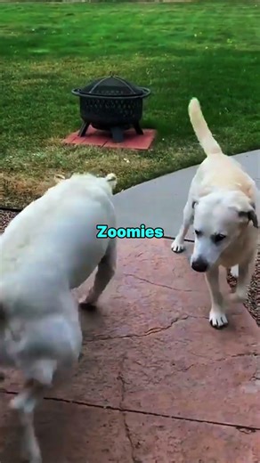 This Is Why Labradors Suddenly Go CRAZY 😳🐕 (Dog Owners Must Watch!) #viral #shorts #dog