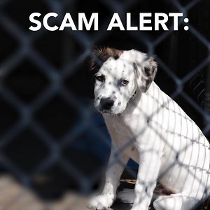 Many donors are tricked into thinking they are giving to their local shelter. Don't let this happen to you. | HumaneWatch
