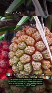 Hala Fruit offers nutritional benefits. Watch This! #highlights #halafruit #NutritionalBenefits | Efigenia Lustre