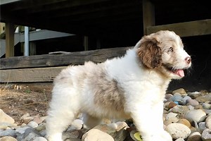 Juan - Newfypoo Puppy B8496B