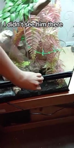 Feeding Ayan my spotted python #animals ##reptile #snakefeeding #tarantula