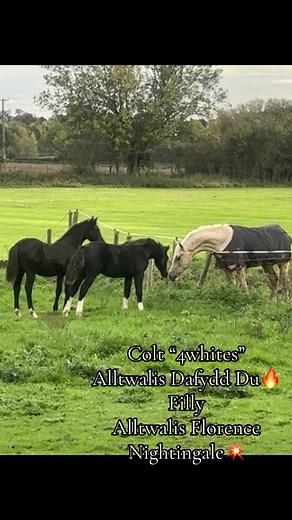 #smithsstud #fyp #welshcob #youngstock #foals